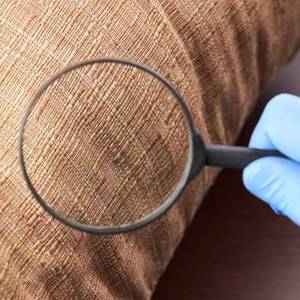 Bed Bug Basics