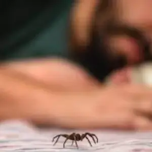 Keeping Spiders Out of Your Bedroom