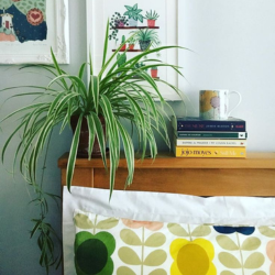 Spider Plants sitting on top of a wooden headboard