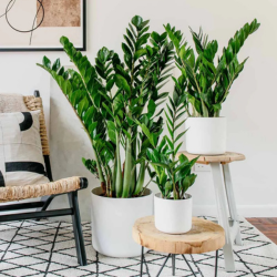 Different sized ZZ plants on the floor
